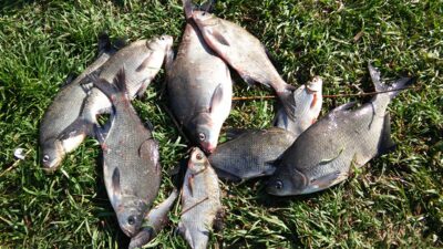 Carp bream ×10 — Neman River