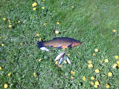 Tench, 1.6 kg — Lygudų