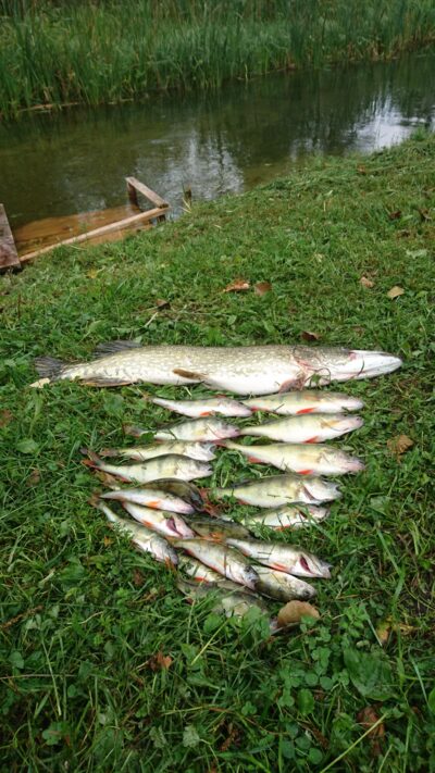 Northern Pike, 2.7 kg — Juodieji Lakajai