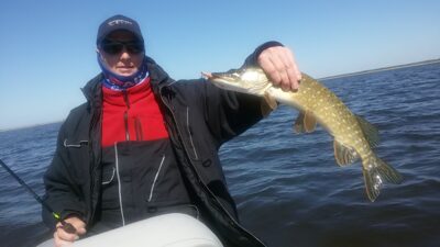 Northern Pike, 1.5 kg