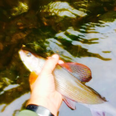Grayling