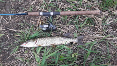Northern Pike, 0.5 kg — Šventoji