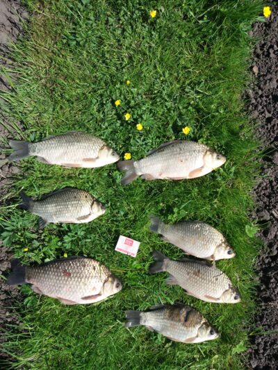 Prussian carp ×7