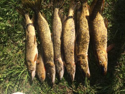 Northern Pike ×6