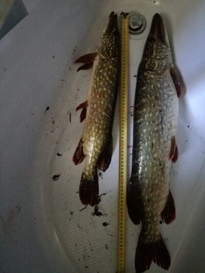 Northern Pike ×2