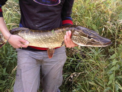 Northern Pike