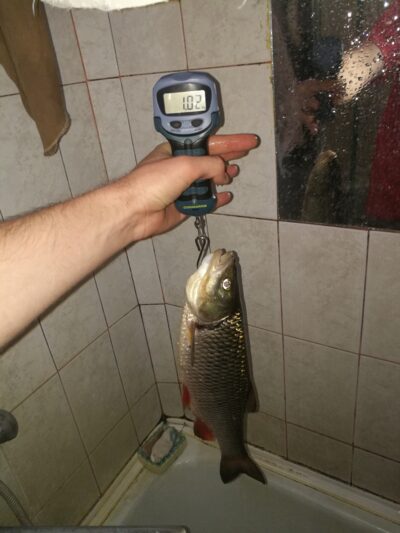 chub, 1.0 kg — Шешупе