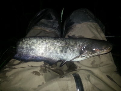 Wels catfish