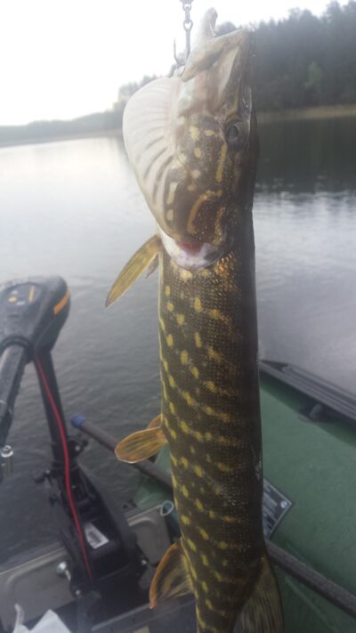 Northern Pike ×3 — Labanoras