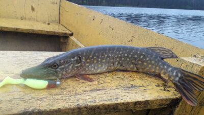 Northern Pike, 0.7 kg — Zalvys