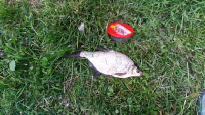 Carp bream, 0.4 kg