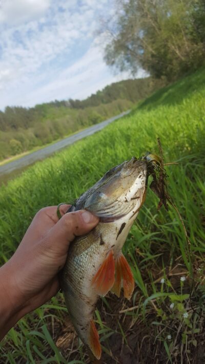 Eurasian perch