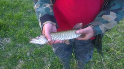 Northern Pike