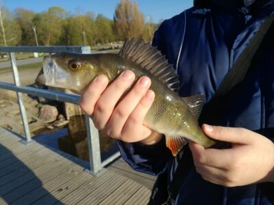 Eurasian perch, 0.4 kg — Talkša