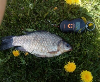 Prussian carp, 0.7 kg — Kelpšaičių