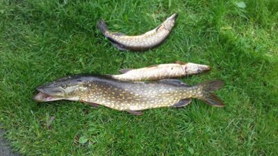 Northern Pike, 3.0 kg