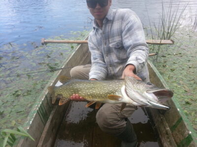 Northern Pike