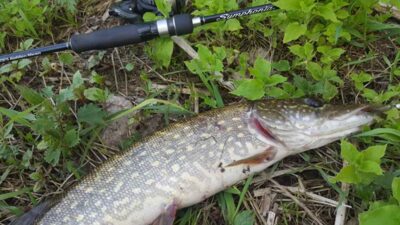 Northern Pike