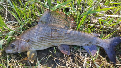 Grayling
