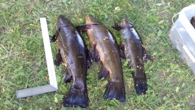 Tench ×3