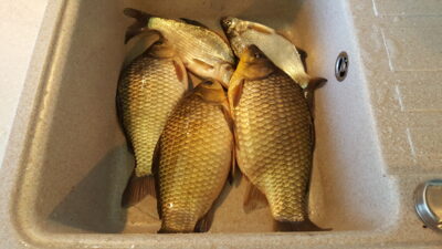 Sidabrinis karosas ×3
