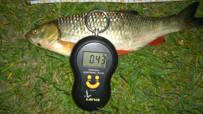 chub, 0.4 kg — Šventoji