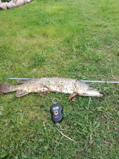 Northern Pike, 2.1 kg