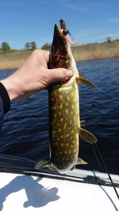 Northern Pike, 0.7 kg — Angirių