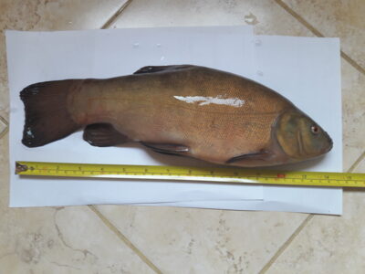 Tench, 0.9 kg — Aunuvėnų