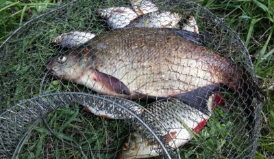 Carp bream, 1.0 kg
