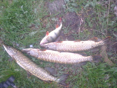 Northern Pike ×3 — Kretuonas