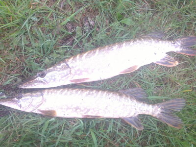 Northern Pike ×3 — Kretuonas