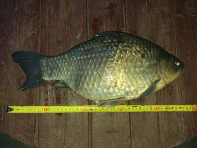 Crucian carp, 2.4 kg — Girdžių