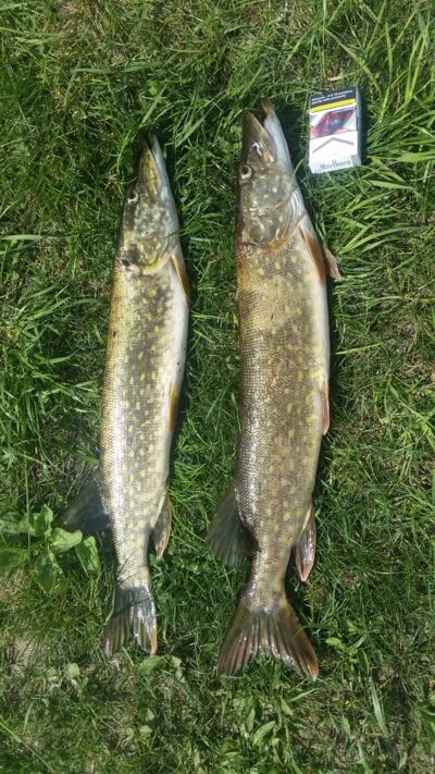 Northern Pike ×2 — Angirių