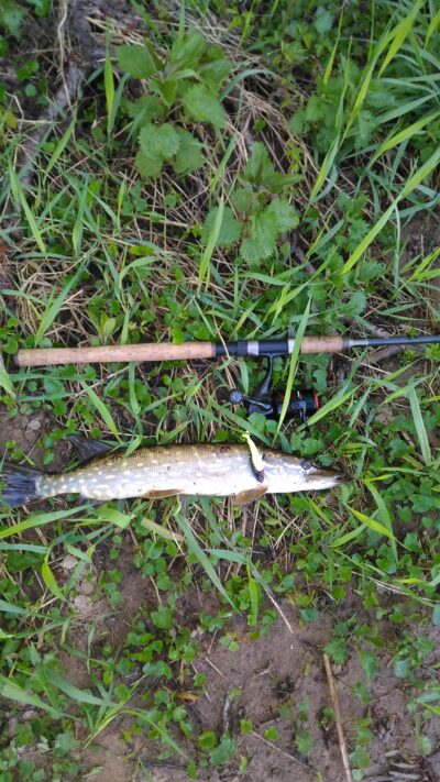 Northern Pike, 0.9 kg — Lėvuo