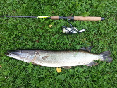 Northern Pike