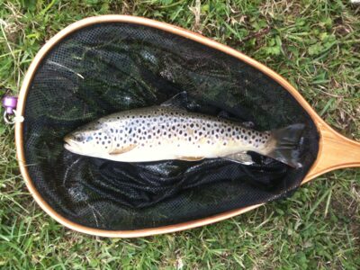 Biwa trout