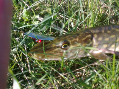Northern Pike — Gaižėnų