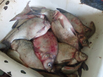 Carp bream ×9