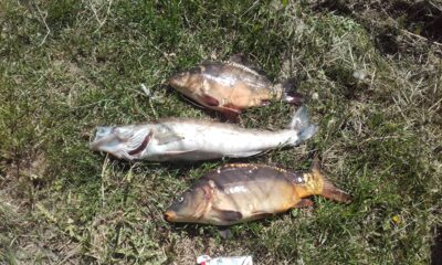 Mirror carp ×2