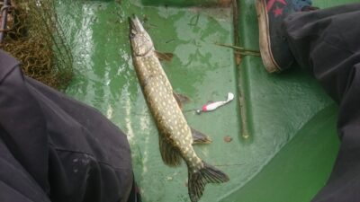 Northern Pike, 0.6 kg — Rubikių