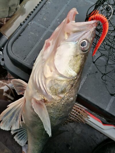 Pike perch, 1.6 kg — Kuršių