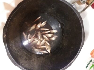 Roach