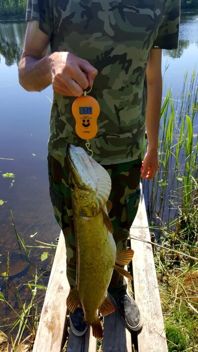 Northern Pike, 5.4 kg