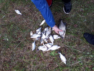 Silver Bream — Laviškio