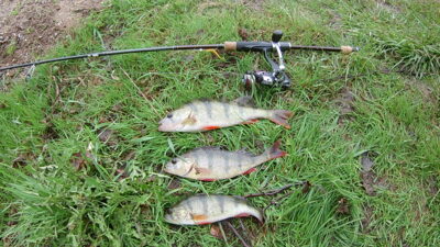 Eurasian perch — Elektrėnai reservoir