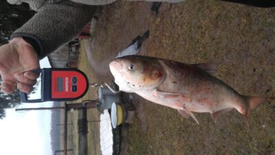 Silver carp, 4.0 kg