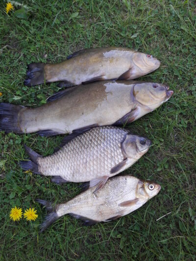 Tench, 1.2 kg — Aunuvėnų