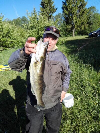 Pike perch
