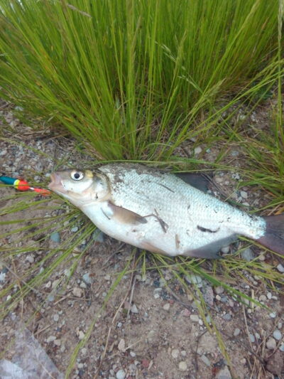Carp bream